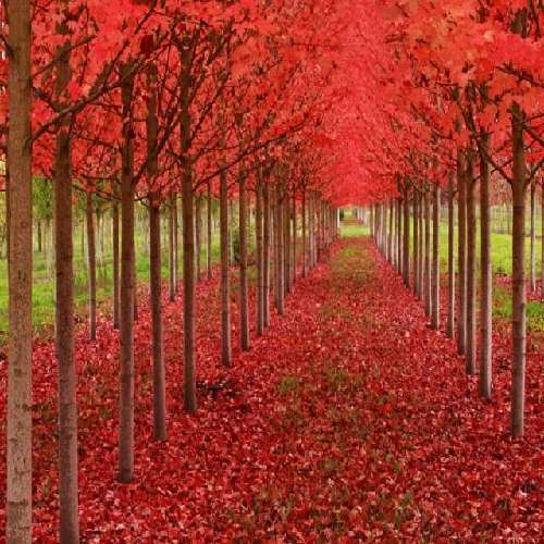 شبنم تووزلو پری پری پری گوزلری سورملی